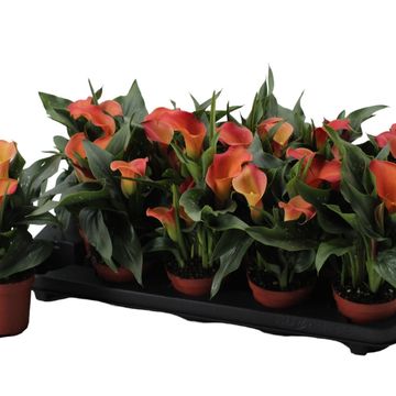 Zantedeschia 'Qatar'
