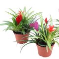 Arrangement Bromelia mix in pot