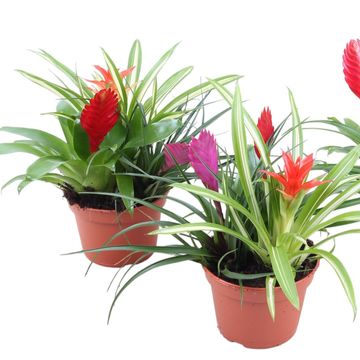 Arrangement Bromelia mix in pot