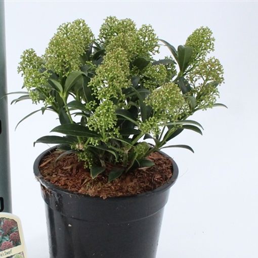 Skimmia japonica 'Godrie's Dwarf' (About Plants Zundert BV)