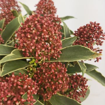 Skimmia japonica 'Mystic Marlot'