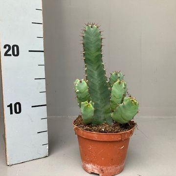 Euphorbia resinifera