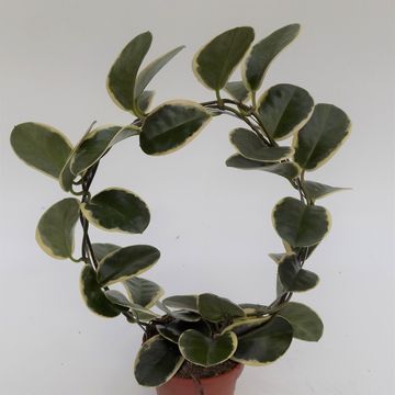 Hoya australis 'Blondie'