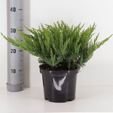 Juniperus sabina 'Tamariscifolia'