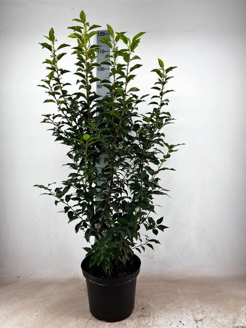 Prunus lusitanica 'Angustifolia'