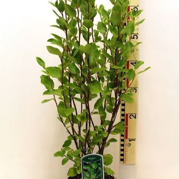 Griselinia littoralis GREEN HORIZON