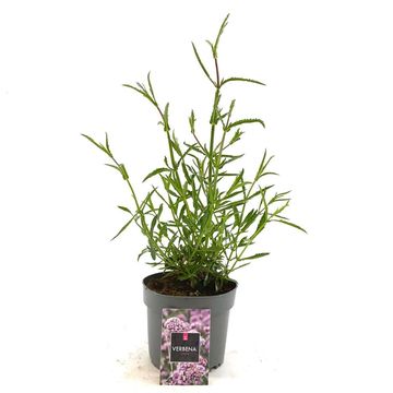 Verbena bonariensis 'Lollipop'