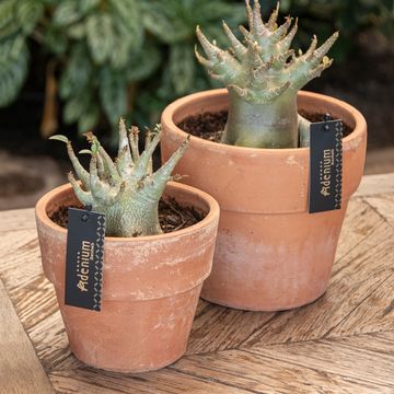 Adenium obesum ANSU BAOBAB