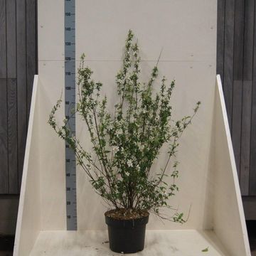 Philadelphus 'Lemoinei'