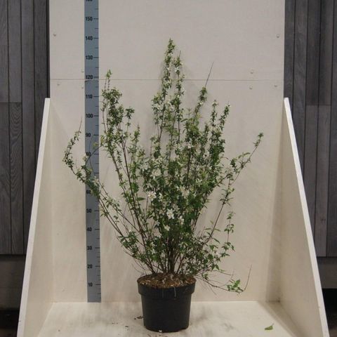 Philadelphus 'Lemoinei'