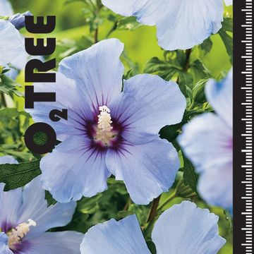 Hibiscus syriacus 'Marina'