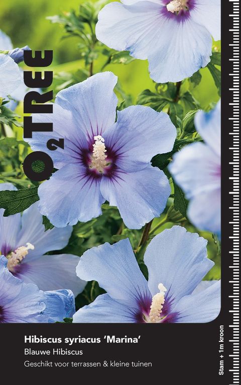 Hibiscus syriacus 'Марина'