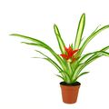 Guzmania 'Ice Cream'