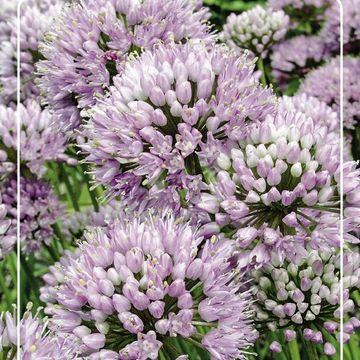 Allium 'Summer Beauty'