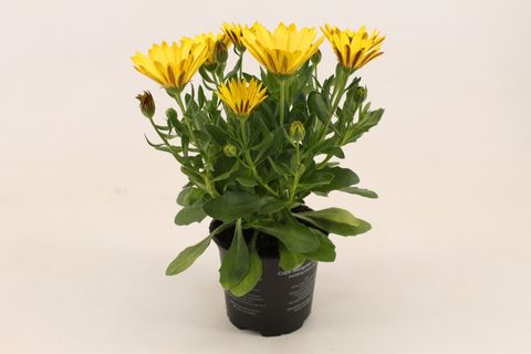 Octospermum SEÑORITA SOLANA