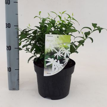 Jasminum laurifolium 'Angel Wing'