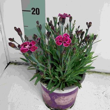 Dianthus DIANTICA PURPLE WEDDING