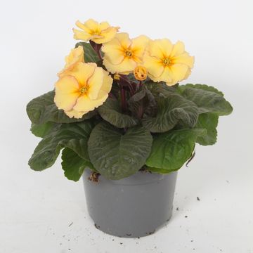 Primula 'Obsidian Peach'