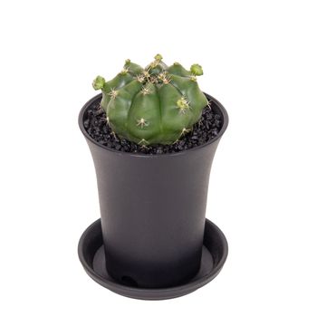 Gymnocalycium FROGGY