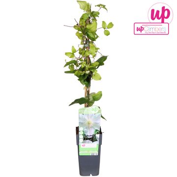Clematis 'Mevrouw Le Coultre' (LL)