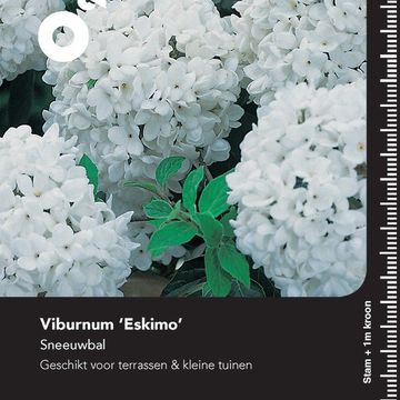 Viburnum 'Eskimo'