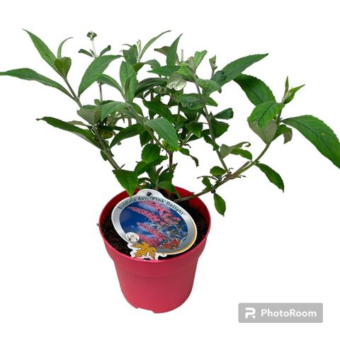 Buddleja davidii 'Pink Delight'