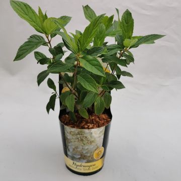 Hydrangea paniculata 'Silver Dollar'