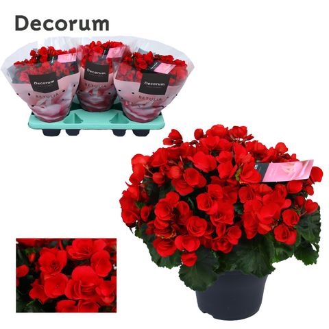 Begonia BETULIA RED