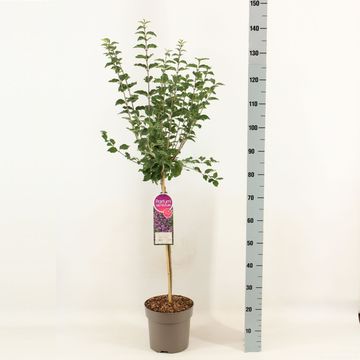 Syringa BLOOMERANG DARK PURPLE