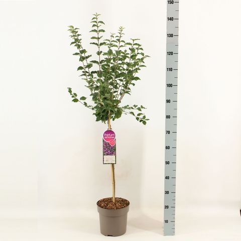 Syringa BLOOMERANG DARK PURPLE