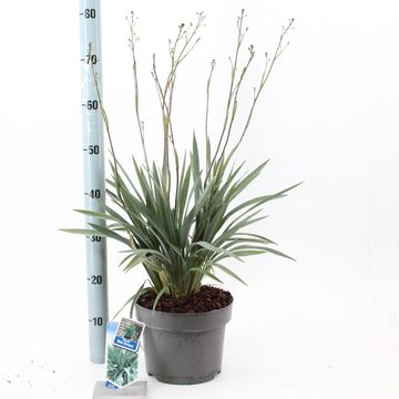 Dianella BLUE STREAM