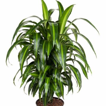 Dracaena fragrans 'Hawaiian Sunshine'