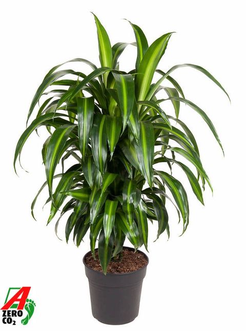 Dracaena fragrans 'Hawaiian Sunshine'