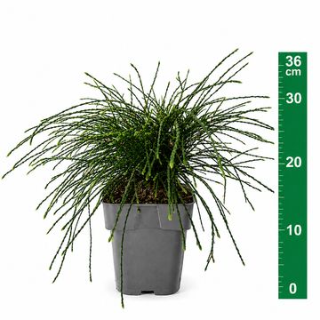 Thuja plicata 'Whipcord'