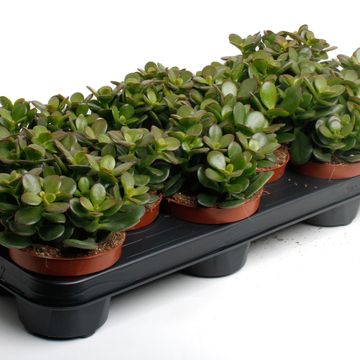 Crassula ovata 'Minor'