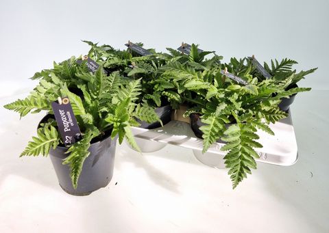 Papaver orientale MIX