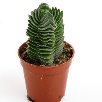 Crassula 'Buddha's Temple'