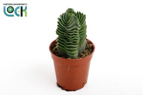 Crassula 'Buddha's Temple'