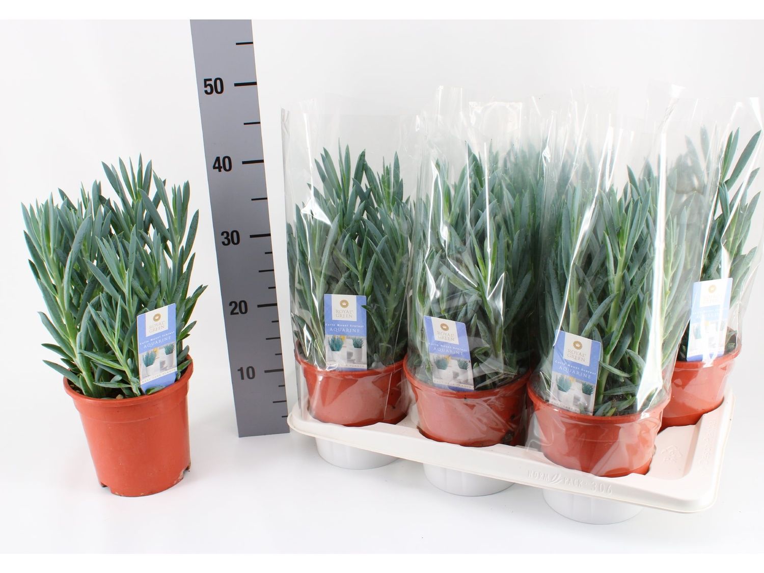 Curio ficoides ‘Mount Everest’ — Plant Wholesale FlorAccess