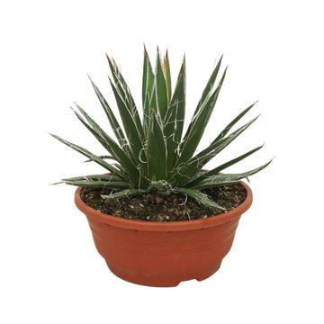 Agave filifera