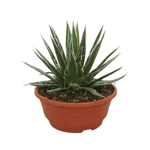 Agave filifera