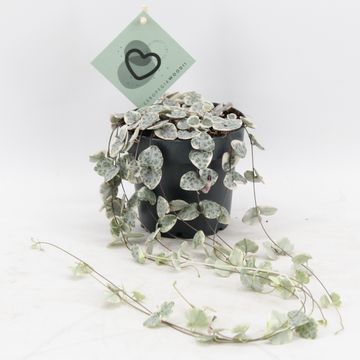 Ceropegia woodii 'Variegata'