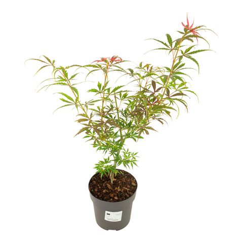 Acer palmatum 'Jerre Schwartz'