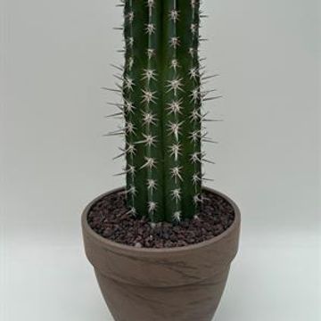 Pachycereus pecten-aboriginum