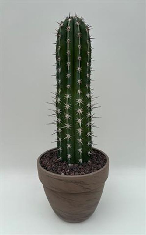 Pachycereus pecten-aboriginum