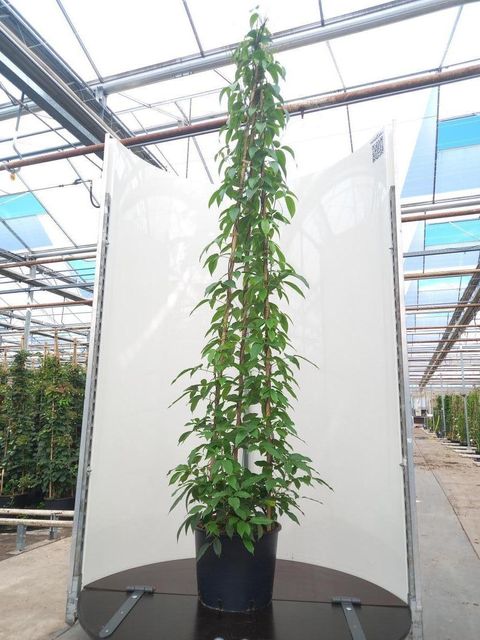 Holboellia latifolia