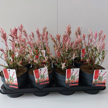 Salix integra 'Flamingo'