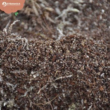 Substrates CARNIVOROUS MIX