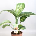 Dieffenbachia seguine 'Tropic Snow'