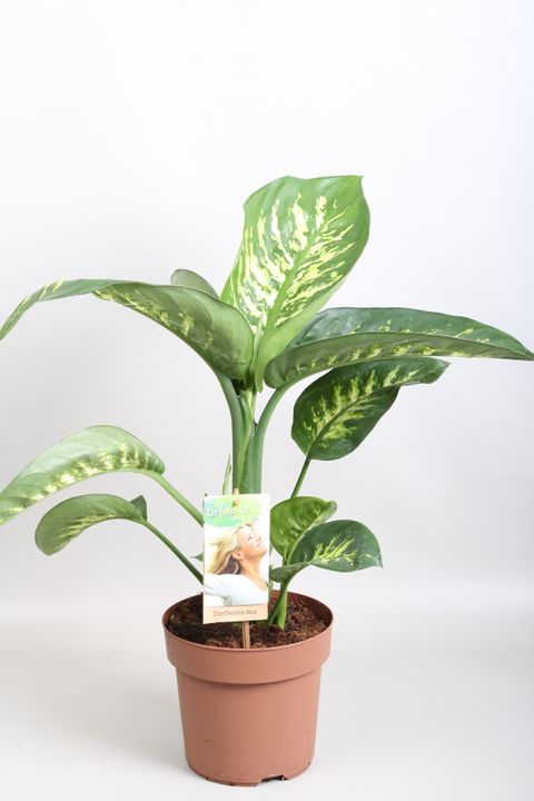 Dieffenbachia seguine 'Tropic Snow'